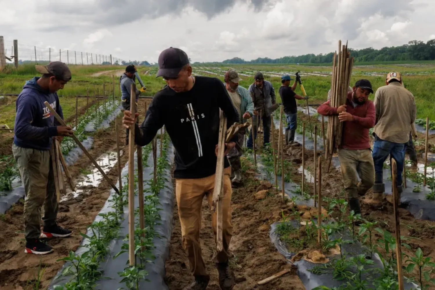 Фермеры Иллинойса решают дефицит рабочих с помощью ИИ и автоматизации