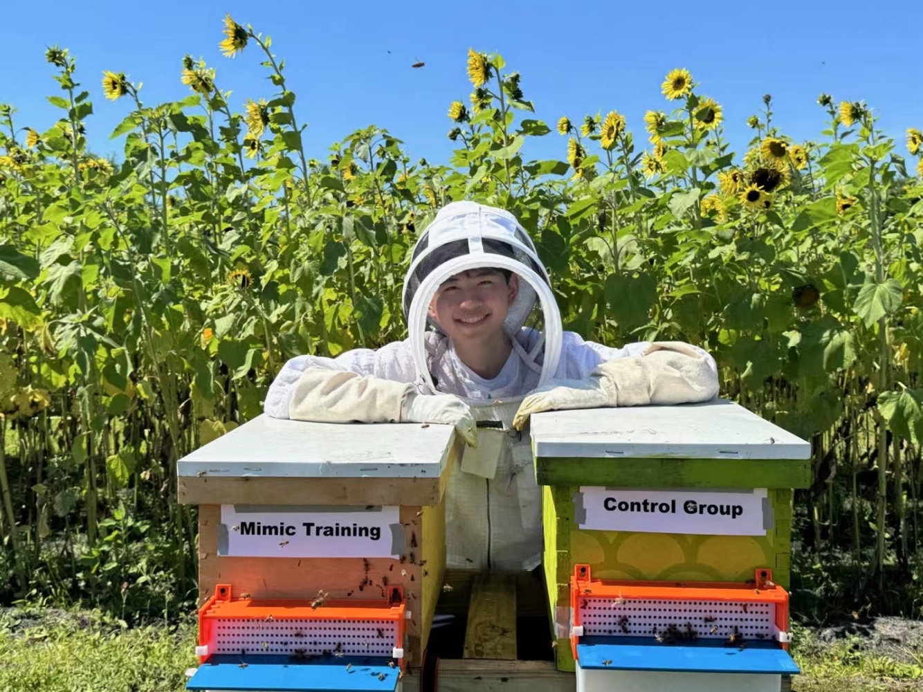 ИИ-система обучает пчёл для улучшения опыления подсолнечников