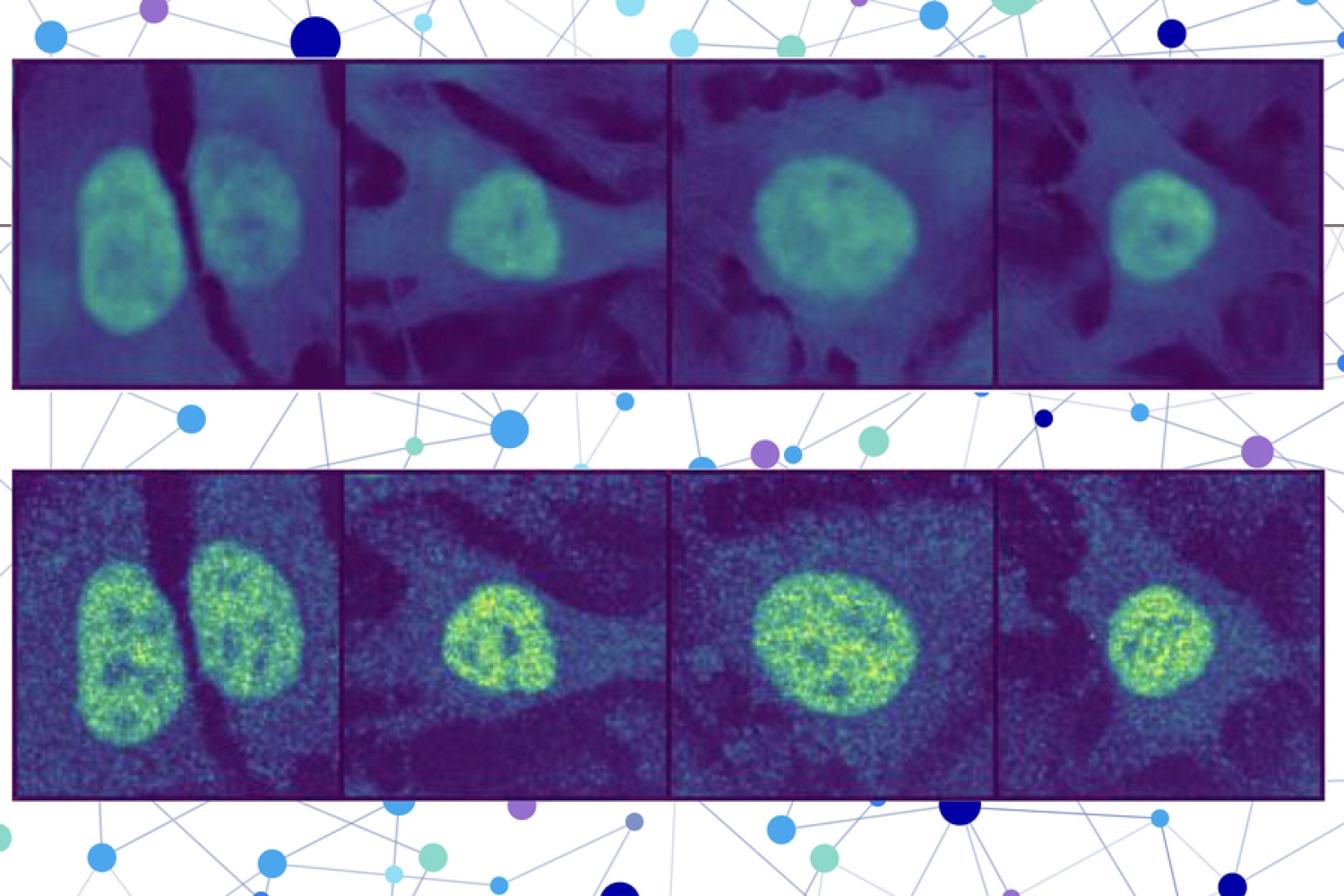  ИИ предсказывает расположение белков в клетках человека для медицины будущего